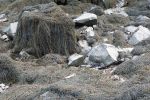 PICTURES/Chignecto Park and  Big Dip Park/t_Big Dip Beach Seaweed7.JPG